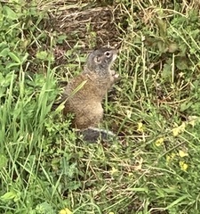 Poliocitellus franklinii