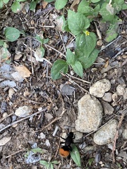 Dasymutilla clotho