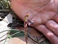 Chiloglottis formicifera