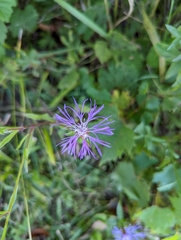 Centaurea nigrescens