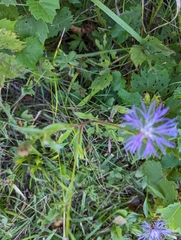 Centaurea nigrescens