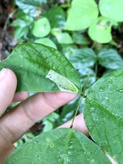 Macrosaccus morrisella