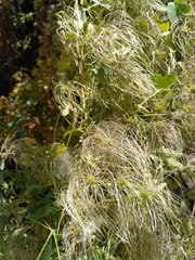 Clematis tangutica