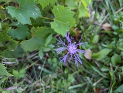 Centaurea nigrescens