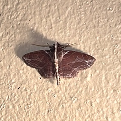 Dolichosomastis dorsilinea