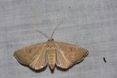 Anomis planalis