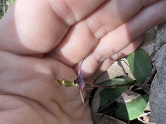Chiloglottis formicifera