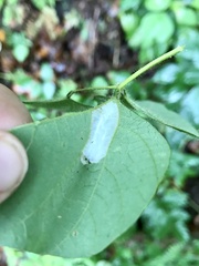 Macrosaccus morrisella