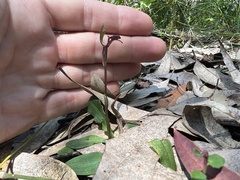 Chiloglottis formicifera