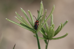 Crossidius discoideus
