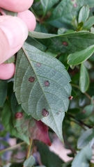 Phyllosticta parthenocissi