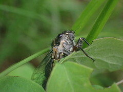 Platypedia