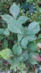 Phyllosticta parthenocissi