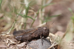 Arphia pseudonietana