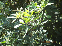 Schinus terebinthifolia