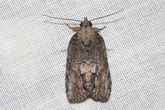 Etanna clopaea