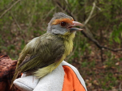 Cyclarhis gujanensis