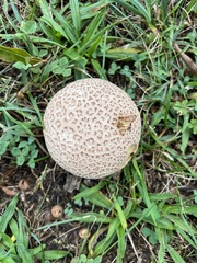 Lycoperdaceae