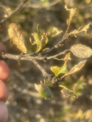 Quercus agrifolia agrifolia