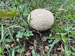Lycoperdaceae