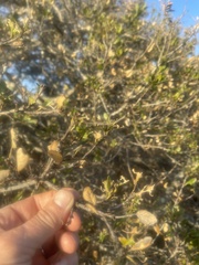 Quercus agrifolia agrifolia