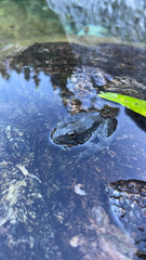 Rana boylii