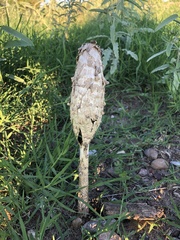 Podaxis