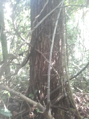 Sapotaceae