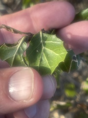 Quercus agrifolia agrifolia