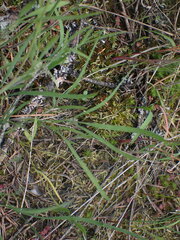 Lomatium