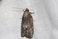 Etanna clopaea