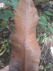Sapotaceae