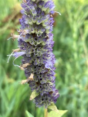 Agastache foeniculum