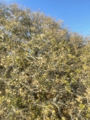 Quercus agrifolia agrifolia