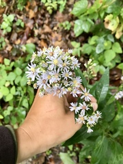 Symphyotrichum drummondii