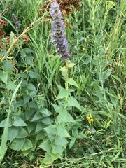 Agastache foeniculum