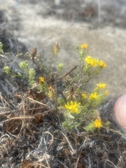 Lessingia pectinata pectinata