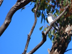 Artamus leucorynchus