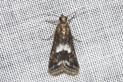 Eclipsiodes homora