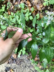 Symphyotrichum drummondii