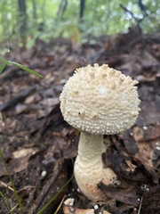 Amanita polypyramis