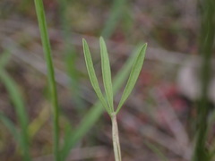 Lomatium