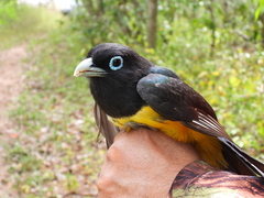 Trogon melanocephalus