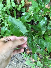 Symphyotrichum drummondii
