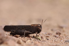 Arphia pseudonietana