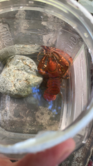 Pacifastacus leniusculus