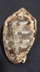 Cypraecassis coarctata