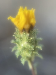 Lessingia pectinata pectinata