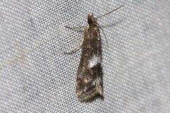 Eclipsiodes homora