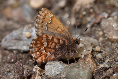 Callophrys niphon